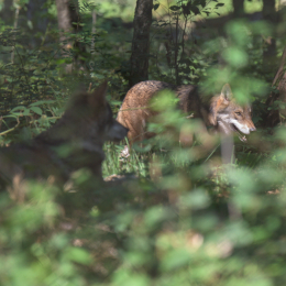 Fasanerie_Hanau_20150830_030