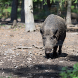 Fasanerie_Hanau_20150830_006