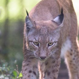 Fasanerie_Hanau_20150830_052