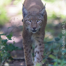 Fasanerie_Hanau_20150830_064