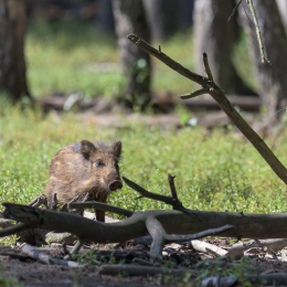 Fasanerie_Hanau_20150830_011