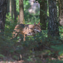 Fasanerie_Hanau_20150830_033