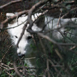 Fasanerie Hanau_20170806_006