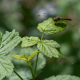 Fasanerie Hanau_20170806_008