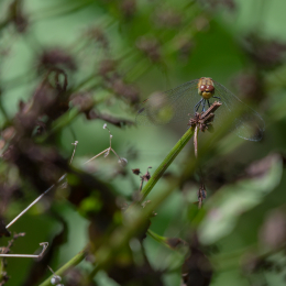 Fasanerie Hanau_20170806_009