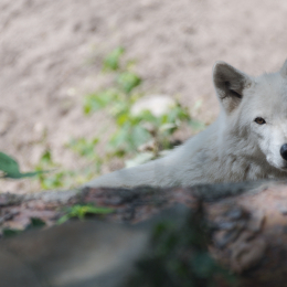 Fasanerie Hanau_20170806_005