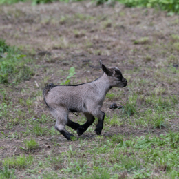 Fasanerie Hanau_20170806_017