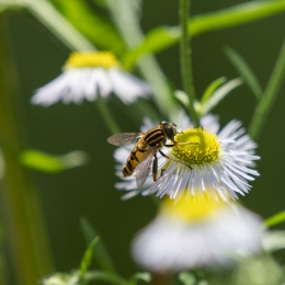 Fasanerie Hanau_20170806_004