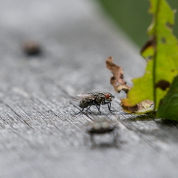 Fasanerie Hanau_20170806_003