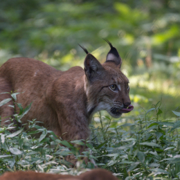 Fasanerie Hanau_20170806_014