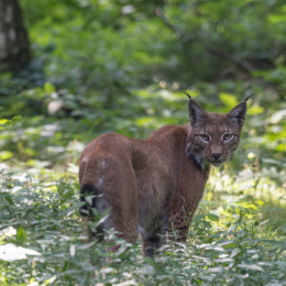 Fasanerie Hanau_20170806_011