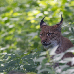 Fasanerie Hanau_20170806_012