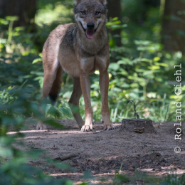 Fasanerie Hanau_20170806_016