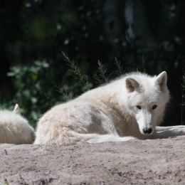 Fasanerie Hanau_20170806_007