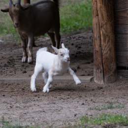 Fasanerie Hanau August 2017