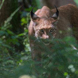 Fasanerie Hanau_20170806_015