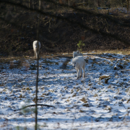 Fasanerie_Hanau-20130210-08