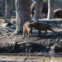 Fasanerie_Hanau-20130210-14