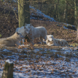Fasanerie_Hanau-20130210-04