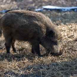 Fasanerie_Hanau-20130210-01