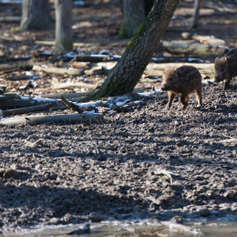 Fasanerie_Hanau-20130210-13