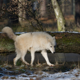 Fasanerie_Hanau-20130210-06