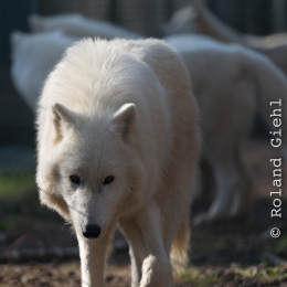 Fasanerie_Hanau-20130210-10