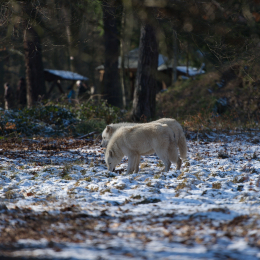 Fasanerie_Hanau-20130210-07