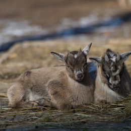 Fasanerie_Hanau-20130210-16