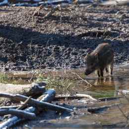 Fasanerie_Hanau-20130210-15
