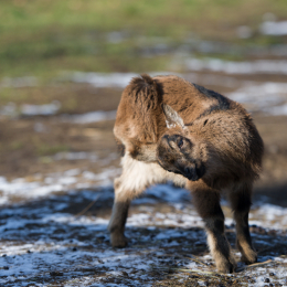 Fasanerie Hanau Februar 2013