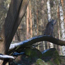 Fasanerie_Hanau-20130210-12