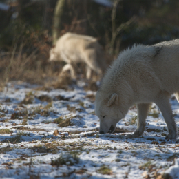 Fasanerie_Hanau-20130210-09