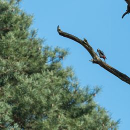 Fasanerie_Hanau_20170216_010