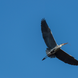 Fasanerie_Hanau_20170216_007
