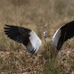 Fasanerie Hanau Februar 2017
