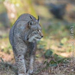 Fasanerie_Hanau_20170216_020