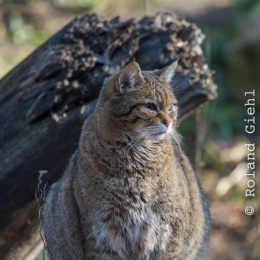 Fasanerie_Hanau_20170216_001