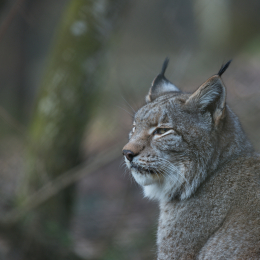 Fasanerie_Hanau_20170216_026