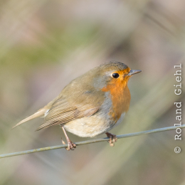 Fasanerie_Hanau_20170216_011