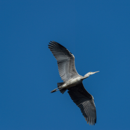 Fasanerie_Hanau_20170216_008