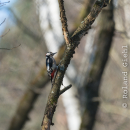 Fasanerie_Hanau_20170216_017