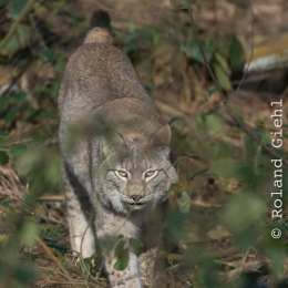 Fasanerie_Hanau_20170216_021