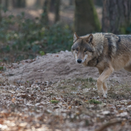 Fasanerie_Hanau_20170216_015