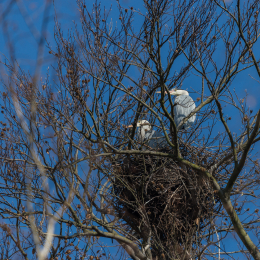 Fasanerie_Hanau_20170216_003