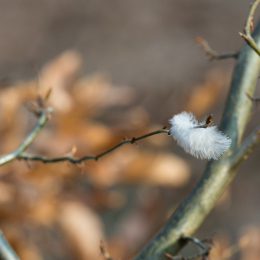 Fasanerie_Hanau_20170216_027