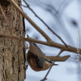 Fasanerie_Hanau_20170216_002