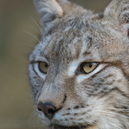 Fasanerie_Hanau_20170216_018