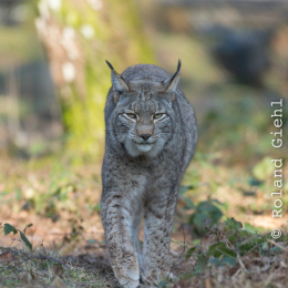 Fasanerie_Hanau_20170216_019