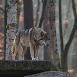 Fasanerie_Hanau_20170216_014